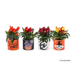 CAPSICUM ANNUUM p6 E 4788