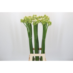 Ornithogalum Saundersiae