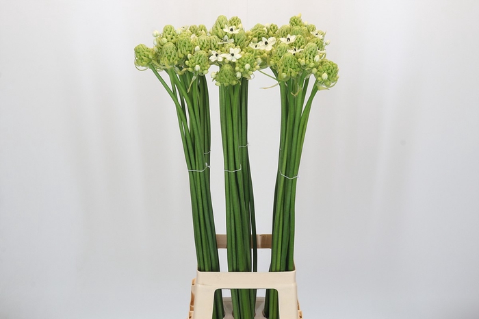 Ornithogalum Saundersiae