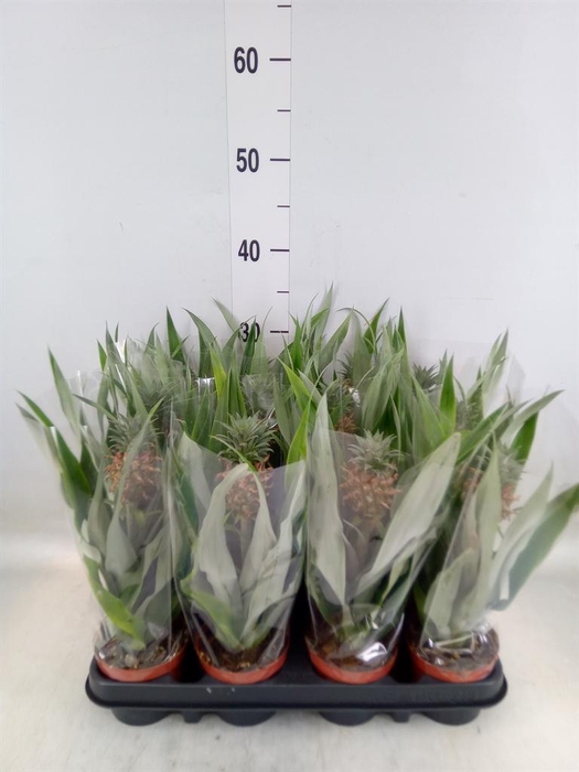 <h4>Ananas  'Rosita'</h4>