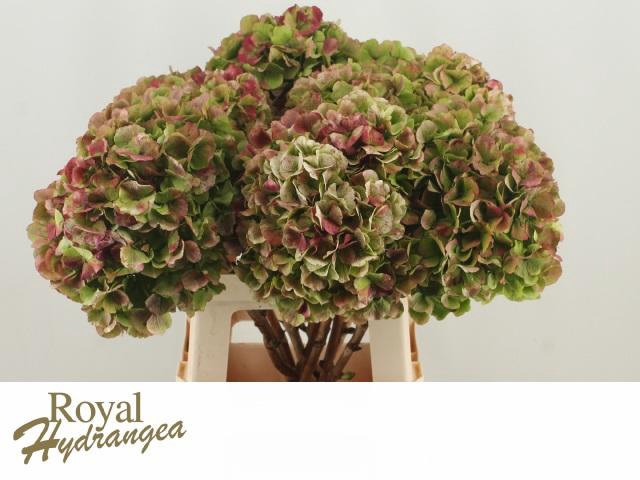 <h4>HYDR M CH VERENA CL</h4>