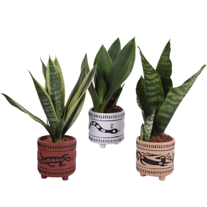 Sansevieria mix Ø09cm in Ø10cm Ceramic EV664