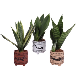 Sansevieria mix Ø09cm in Ø10cm Ceramic EV664