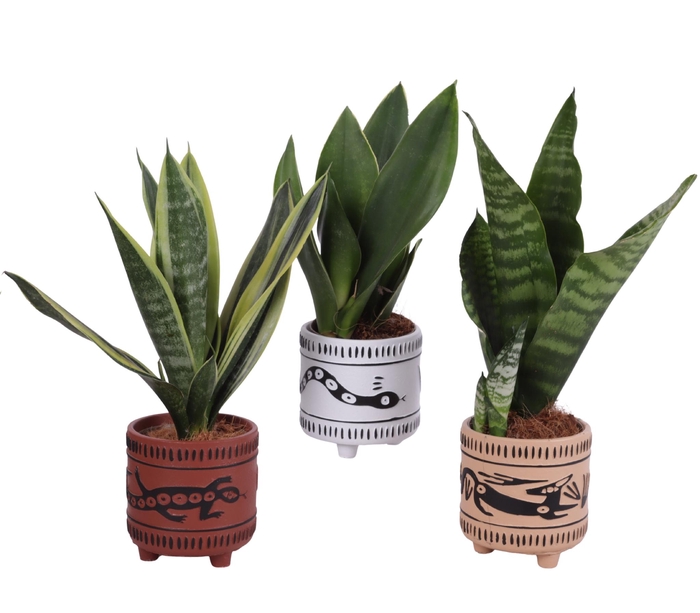 <h4>Sansevieria mix Ø09cm in Ø10cm Ceramic EV664</h4>