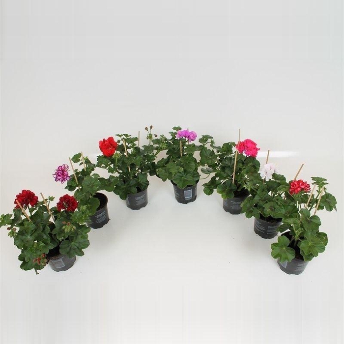 <h4>Pelargonium Peltatum P10.5 - Mix CC (Double Flowers)</h4>