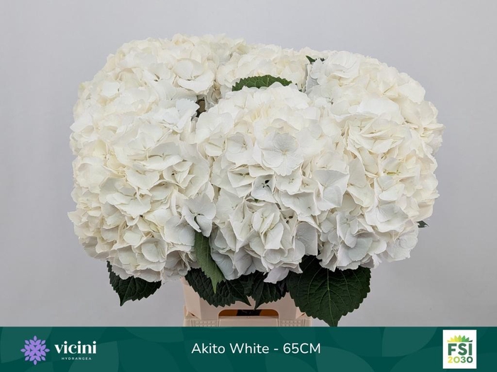 <h4>HYDR M MY AKITO</h4>