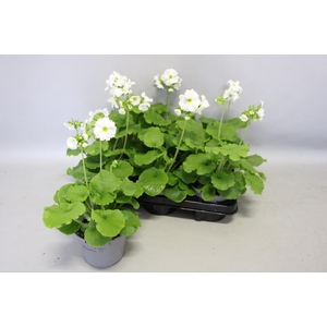 Primula obconica White