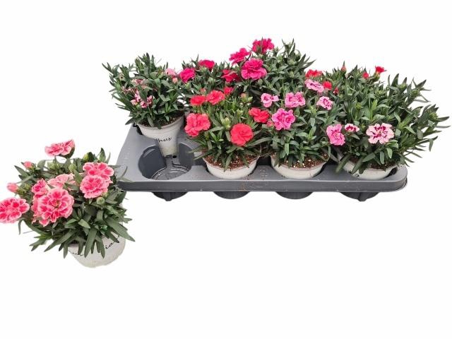 <h4>DIAN GEMENGD</h4>