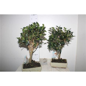Bonsai Traditicamellia Sasanqua Met Bloemknoppen
