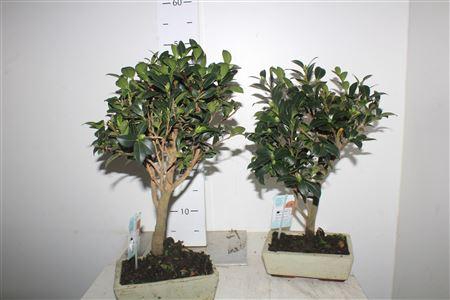 <h4>Bonsai Traditicamellia Sasanqua Met Bloemknoppen</h4>
