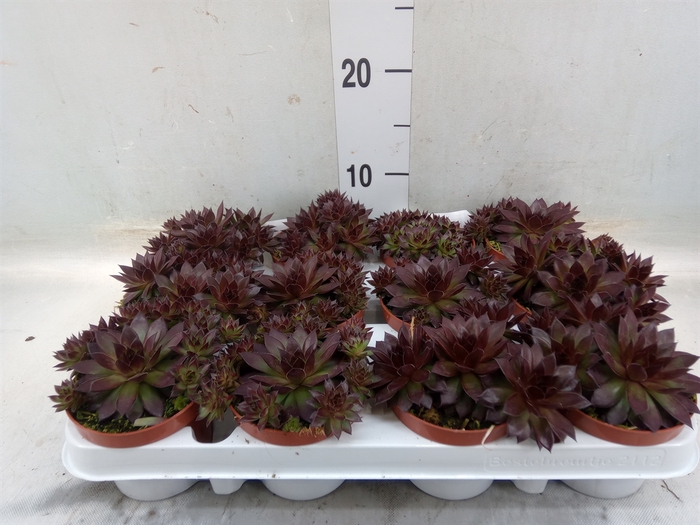 <h4>Sempervivum   ...</h4>