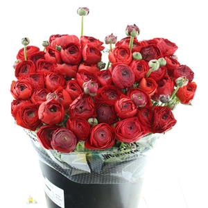 Ran Su Sr Red 311 Extra