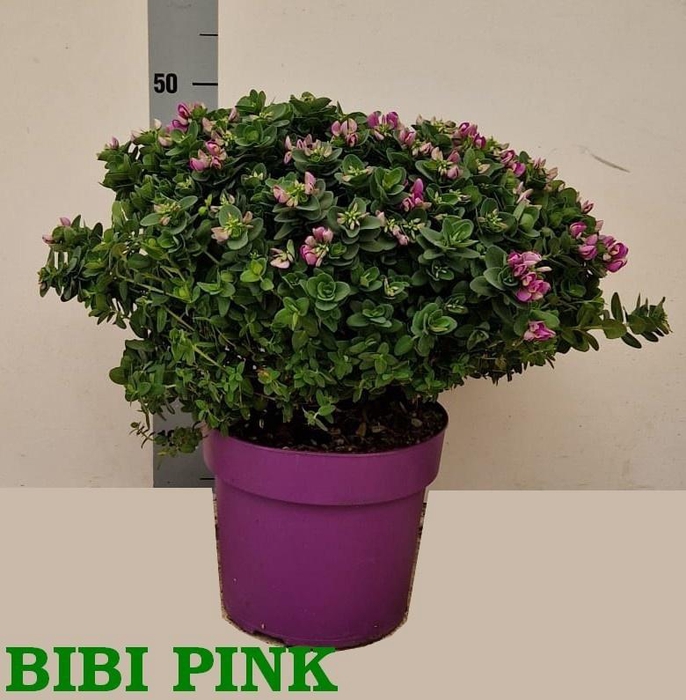 <h4>POLYGA DALMAISIANA</h4>