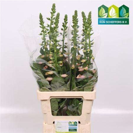 <h4>DIGI PURPUREA</h4>