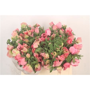 Anemone Mistral Shocking