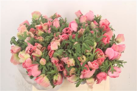 <h4>Anemone Mistral Shocking</h4>