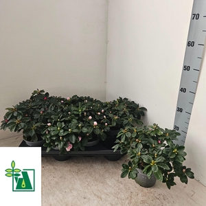 RHODO SI V GEM 3 SRT