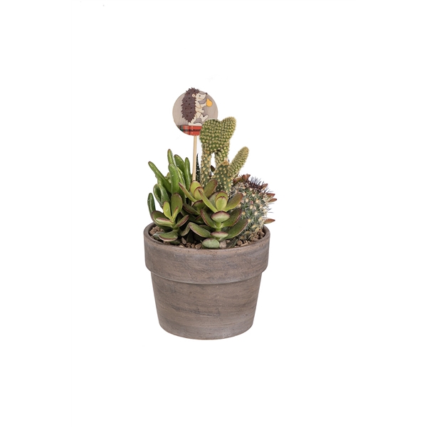 <h4>COMPOSITION CACTUS AND SUCCULENTS IN BASALT POT Ø11 WITH AUTUMN PICK - CARDBOARD BOX 13X13CM (CACTUS EN SUCCULENTEN)</h4>