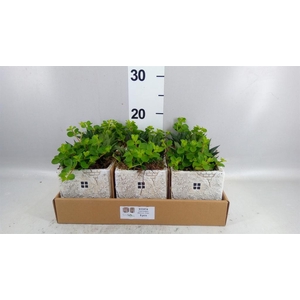 Arr.   Kamerplant Groen L%