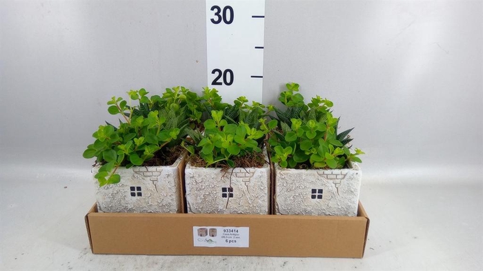 <h4>Arr. Kamerplant Groen L%</h4>