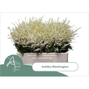 ASTIL JA WASHINGTON