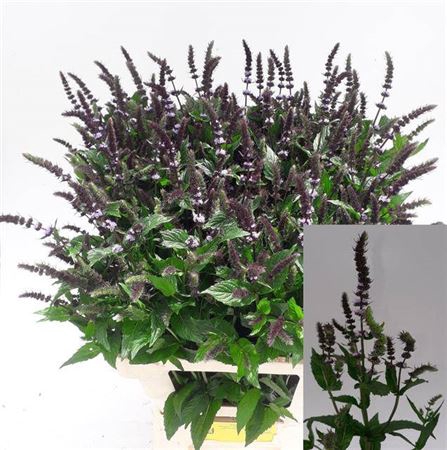 <h4>Mentha Dark Sensation</h4>