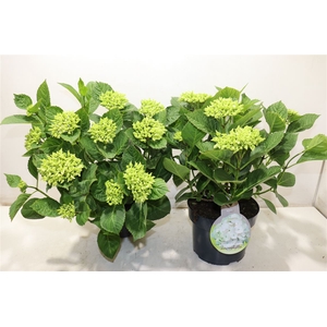 Hydr Macrophylla Wit