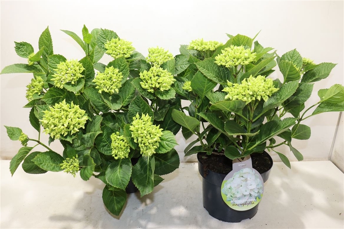 <h4>Hydr Macrophylla Wit</h4>