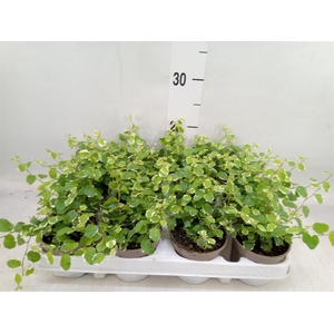 Ficus pumila 'White Sunny'