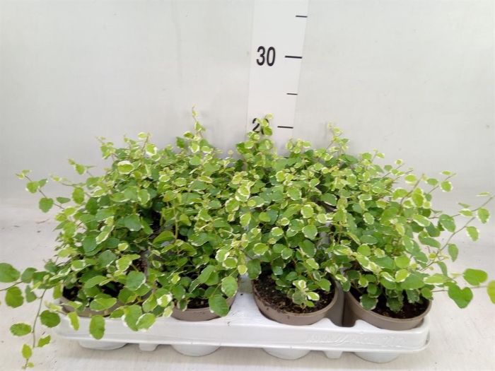 <h4>Ficus pumila 'White Sunny'</h4>