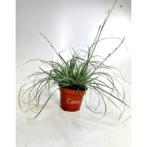 Carex Snowline p10,5