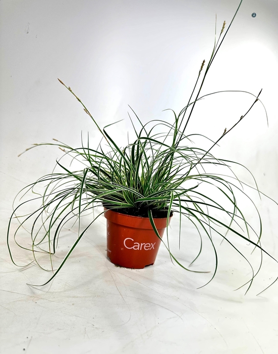 <h4>Carex Snowline p10,5</h4>