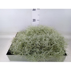 Tillandsia usneoides