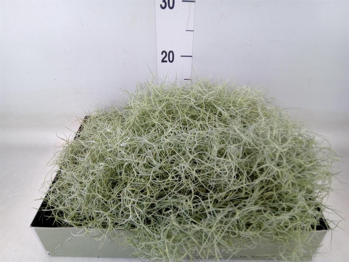 <h4>Tillandsia usneoides</h4>