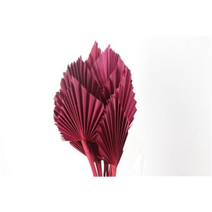 DRY PALM SPEAR MED 5PC BORDEAUX P