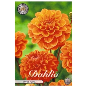 Dahlia Orange Nugget x1