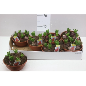 Hyacinthus Woodstock Red 5pp In Schaal