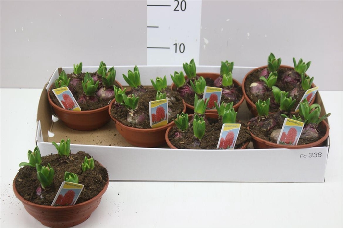 <h4>Hyacinthus Woodstock Red 5pp In Schaal</h4>