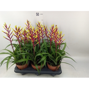 Guzmania  'Misty'