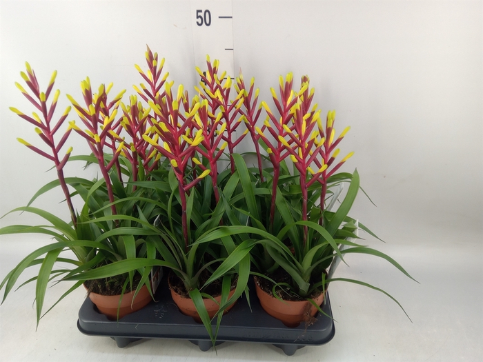 <h4>Guzmania  'Misty'</h4>