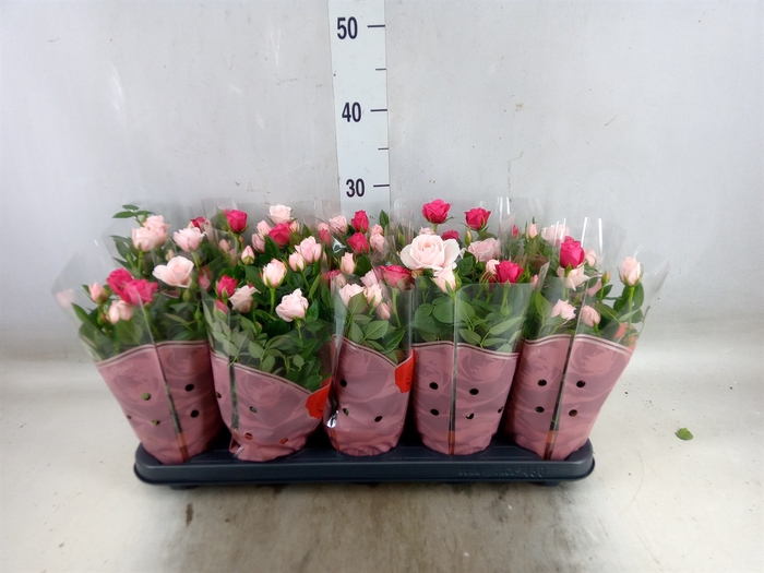 <h4>Rosa  'Classic Star'</h4>