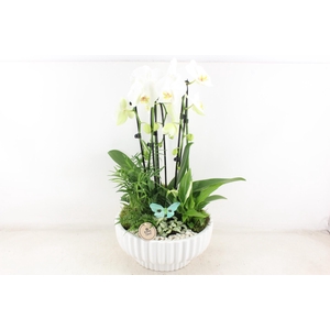 arr2 PL - Ker. schaal mare Phal wit