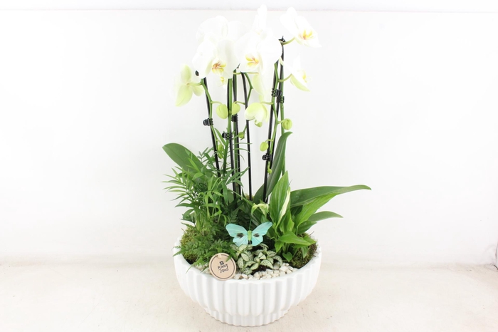 <h4>arr2 PL - Ker. schaal mare Phal wit</h4>