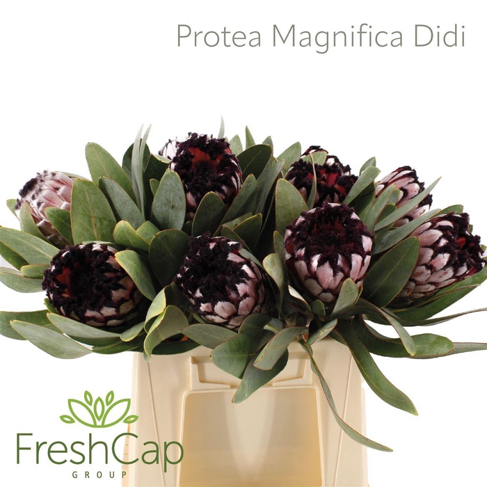 <h4>Protea Magnifica Didi</h4>