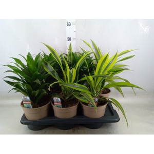Dracaena   ...mix