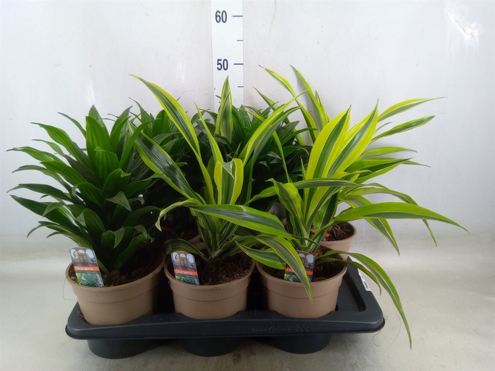 <h4>Dracaena   ...mix</h4>