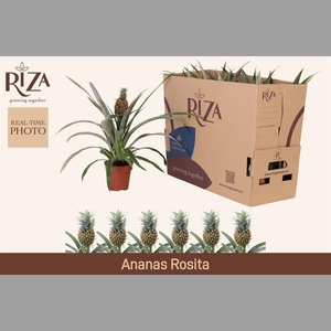 ANANAS ROSITA