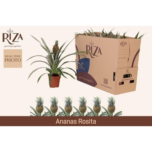 ANANAS ROSITA