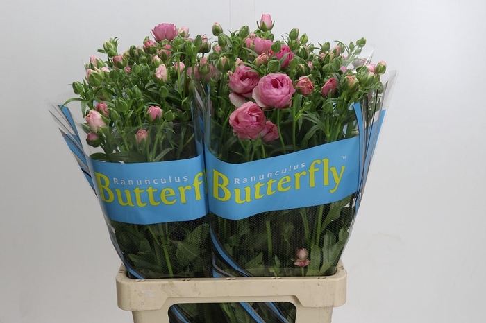 <h4>Ranunculus Butterfly Hera</h4>