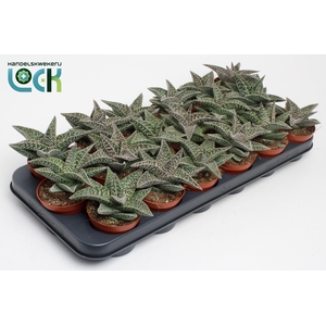 Gasteria Aveo
